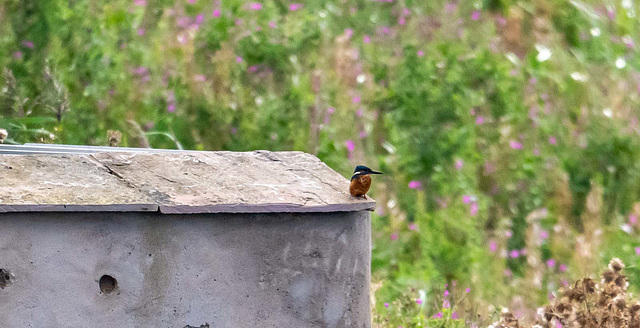 Kingfisher