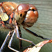 EOS R7 Peter Harriman 14 19 09 9158 2 2 commonDarter dpp