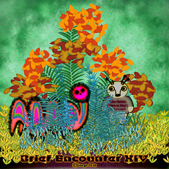 BloomingFerns