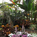 Interior of one of the Greenhouses at Planting Fields, May 2012