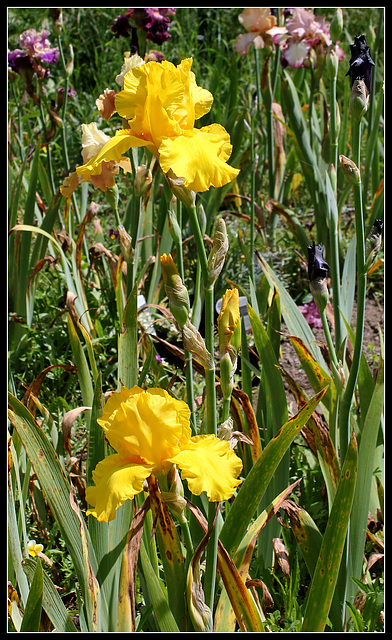 Côte d'Or  (3)