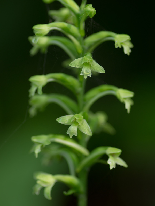Gymnadeniopsis clavellata (Club-spur orchid)