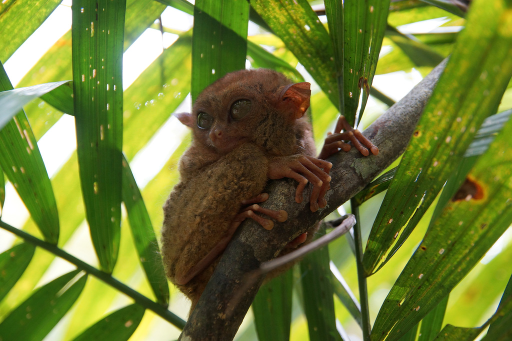 Philippine tarsier