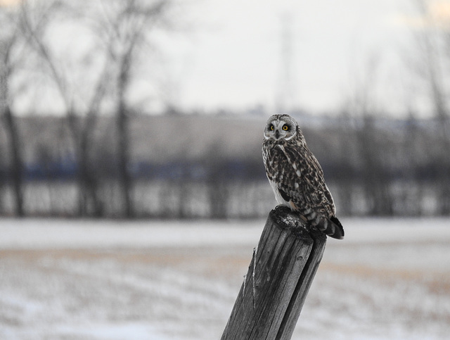 Short-eared Owl