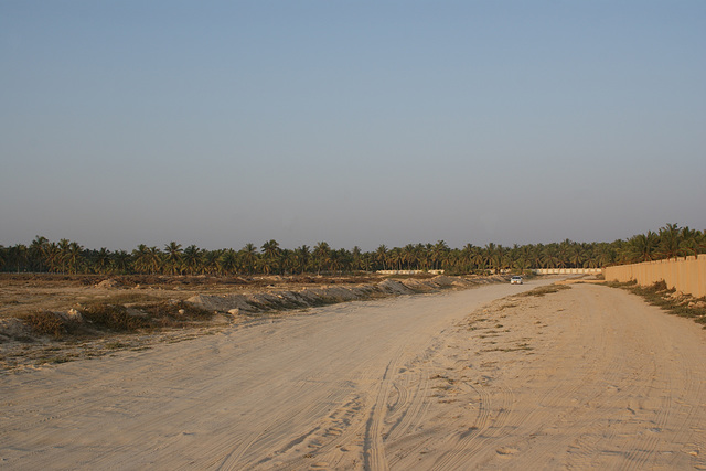 Palms And Sand