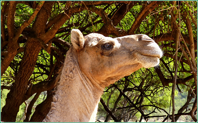 Oman : il dromedario vive bene qui : Sulle alture di Ṣalāla