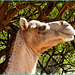 Oman : il dromedario vive bene qui : Sulle alture di Ṣalāla