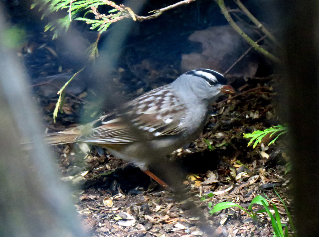 White-crowned sparrow (Zonotrichia leucophrys)