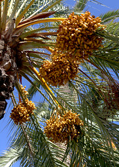 Under the palm trees at Almuñécar