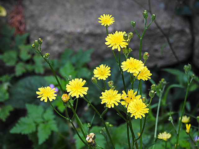 20200621 8611CPw [D~LIP] Habichtskraut (Hieracium lachenalii), Bad Salzuflen