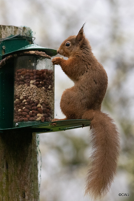 Red Squirrel finally figuring out after six months, how to access the nuts in the feeder!