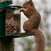 Red Squirrel finally figuring out after six months, how to access the nuts in the feeder!