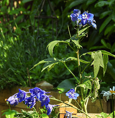 20230608 0780CPw [D~LIP] Rittersporn (Delphinium grandiflorum), Bad Salzuflen