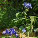 20230608 0780CPw [D~LIP] Rittersporn (Delphinium grandiflorum), Bad Salzuflen