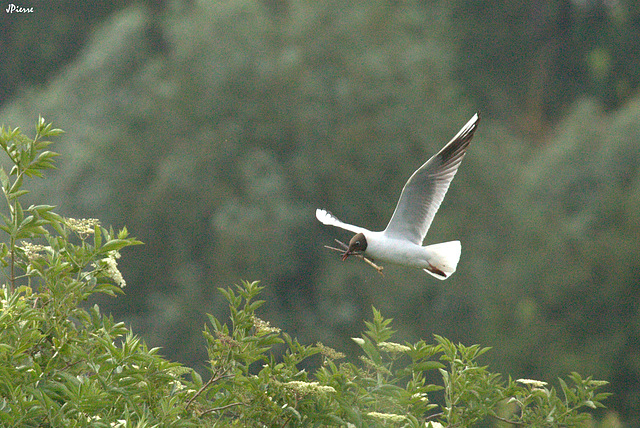 Mouette mélanocéphale