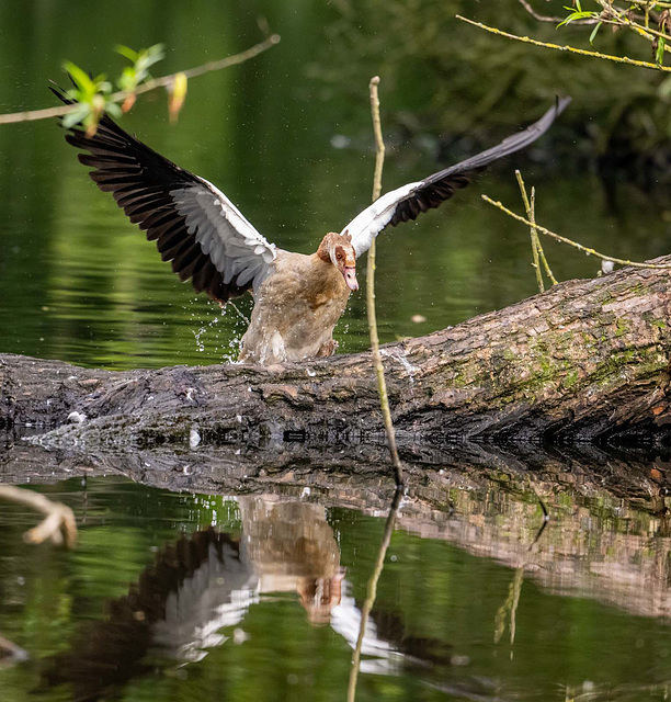 Egyptian goose