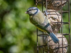 Blue tit