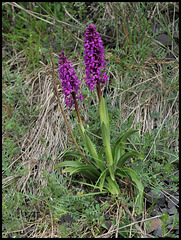 Orchis mascula (2)