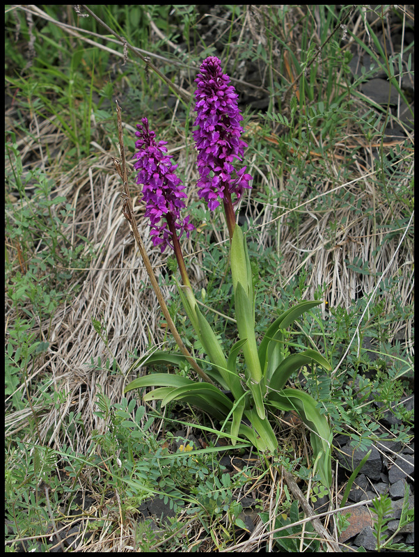 Orchis mascula (2)