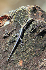 Skink