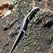 Skink