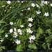 Stellaria holostea (2)