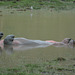 Ngorongoro, The Hippopotamus Turned upside down to Ventilate the Belly