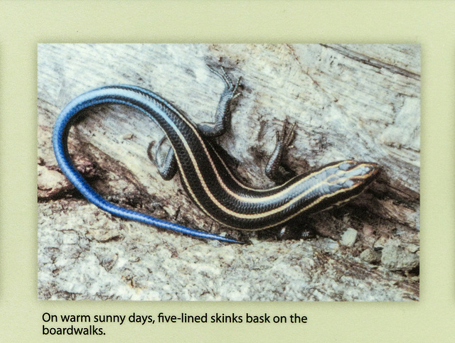 Day 3, Five-lined Skink from DeLaurier sign