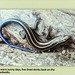 Day 3, Five-lined Skink from DeLaurier sign