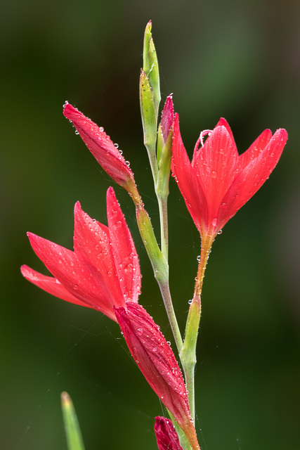 Red flower in the rain