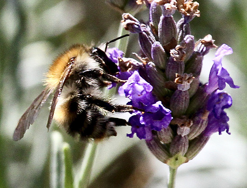 Ackerhummel