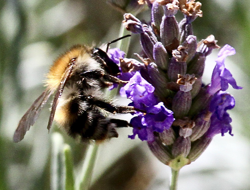Ackerhummel