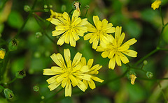 20200621 8614CPw [D~LIP] Habichtskraut (Hieracium lachenalii), Bad Salzuflen