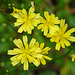 20200621 8614CPw [D~LIP] Habichtskraut (Hieracium lachenalii), Bad Salzuflen