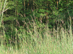 Intiangrass (Sorghastrum nutans)