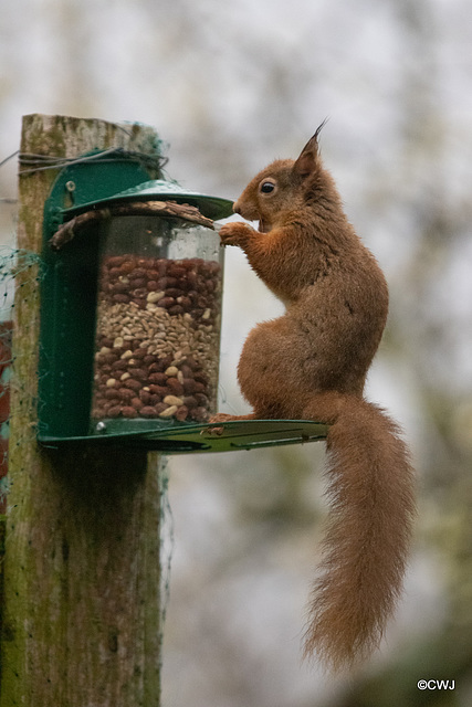 Red Squirrel finally figuring out after six months, how to access the nuts in the feeder!