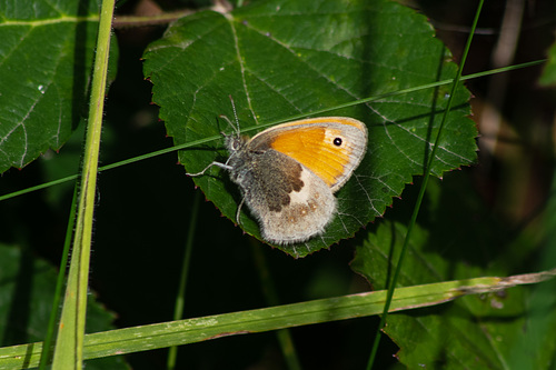 Small Heath Butterfly