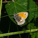 Small Heath Butterfly