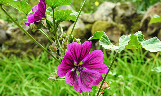 20220923 1794CPw [D~LIP] Wilde Malve (Malva sylvestris) [Große Käsepappel] [Rosspappel], UWZ, Bad Salzuflen