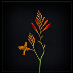 Crocosmia on Black