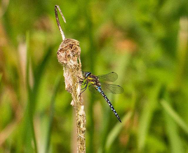 Migrant hawker