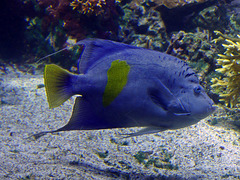 Aquarium de La Rochelle