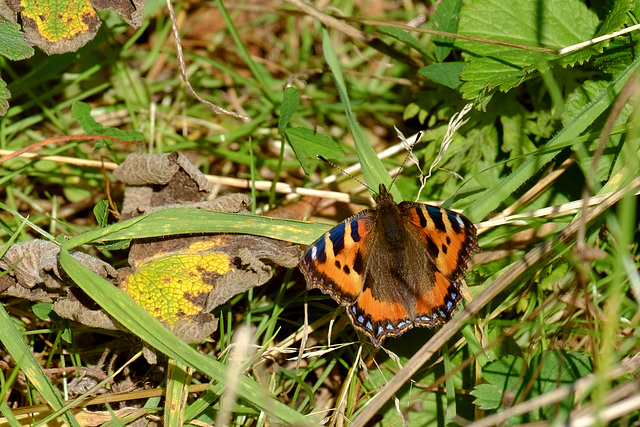 Small Tortoiseshell Butterfly