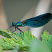Beautiful Demoiselle