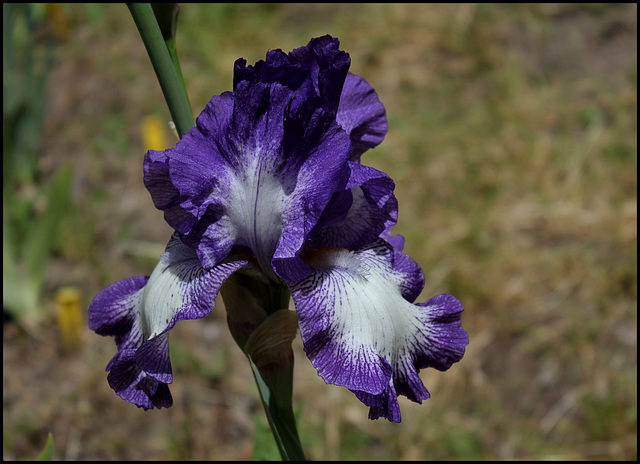 Iris Rococo