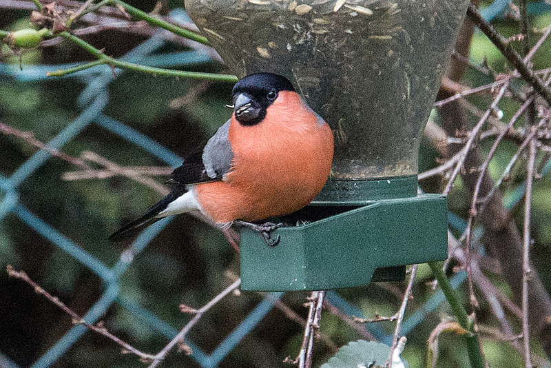 20141228 6196VRAw [D~RI] Gimpel [m] (Pyrrhula pyrrhula) [Dompfaff], Rinteln - Kopie