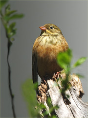 Ortolan Otti (1)