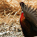 Ring-necked Pheasant hoping to attract a mate