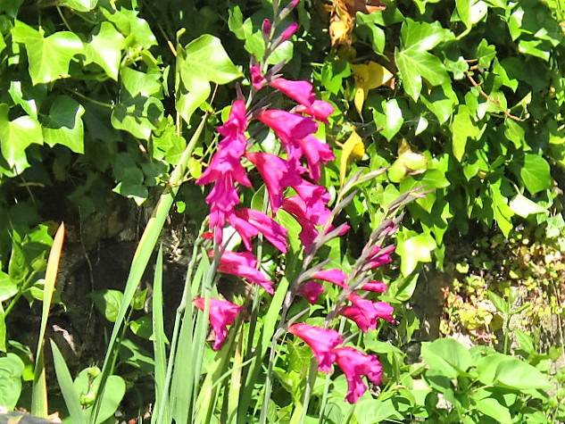 Wild gladioli