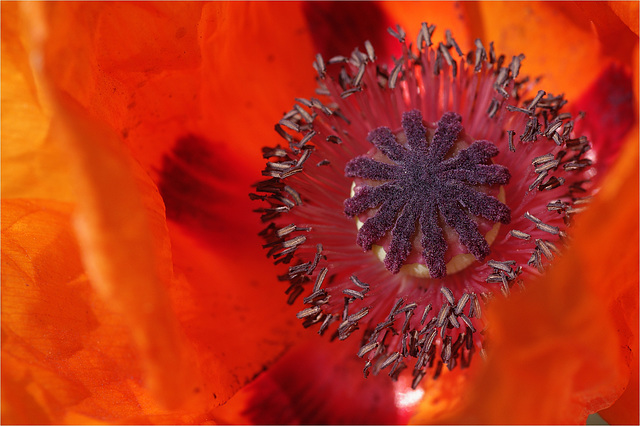 Gros plan sur les fleurs 3 - Pavot